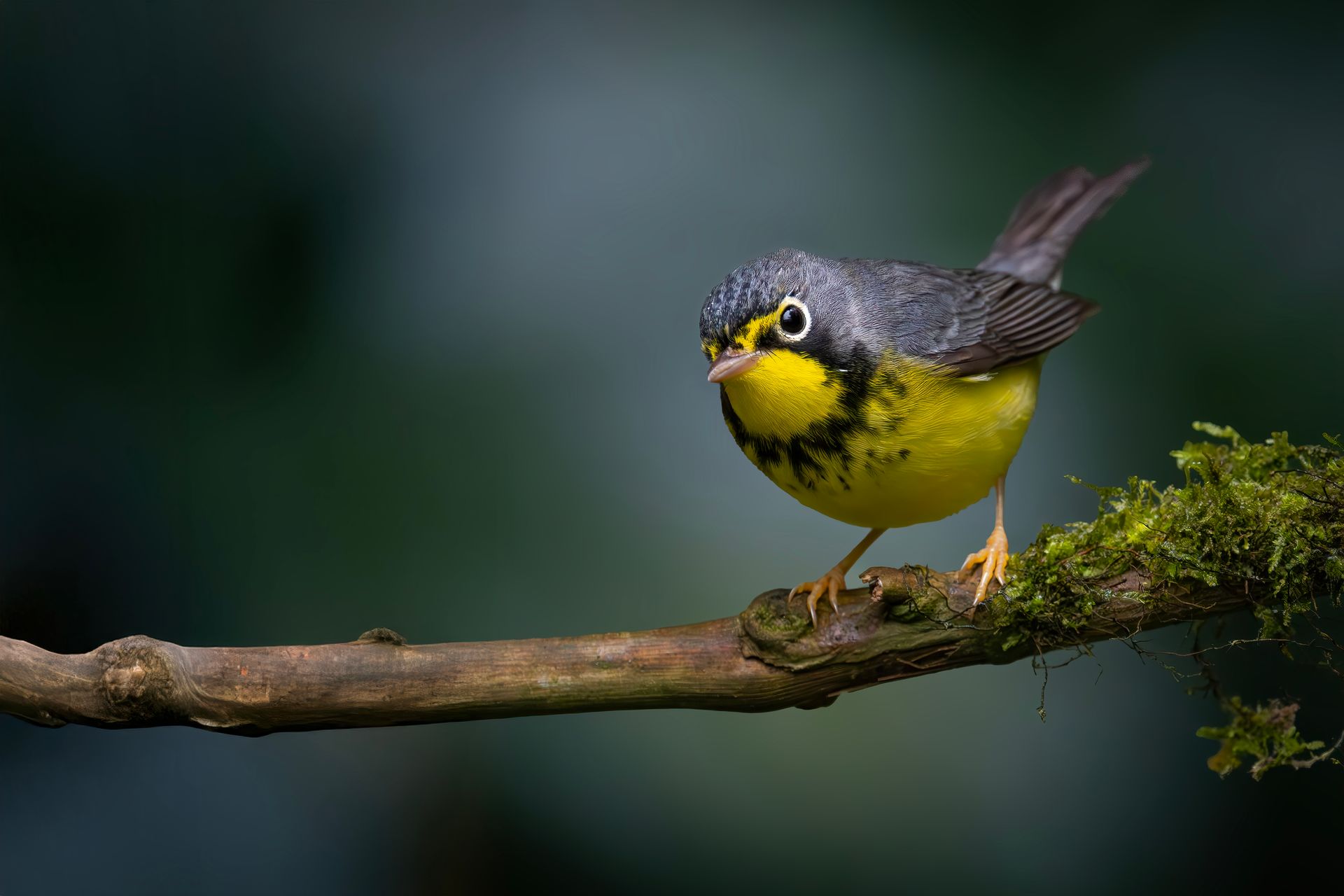 Yellow-and-gray bird perched on a mossy branch against a blurred green background