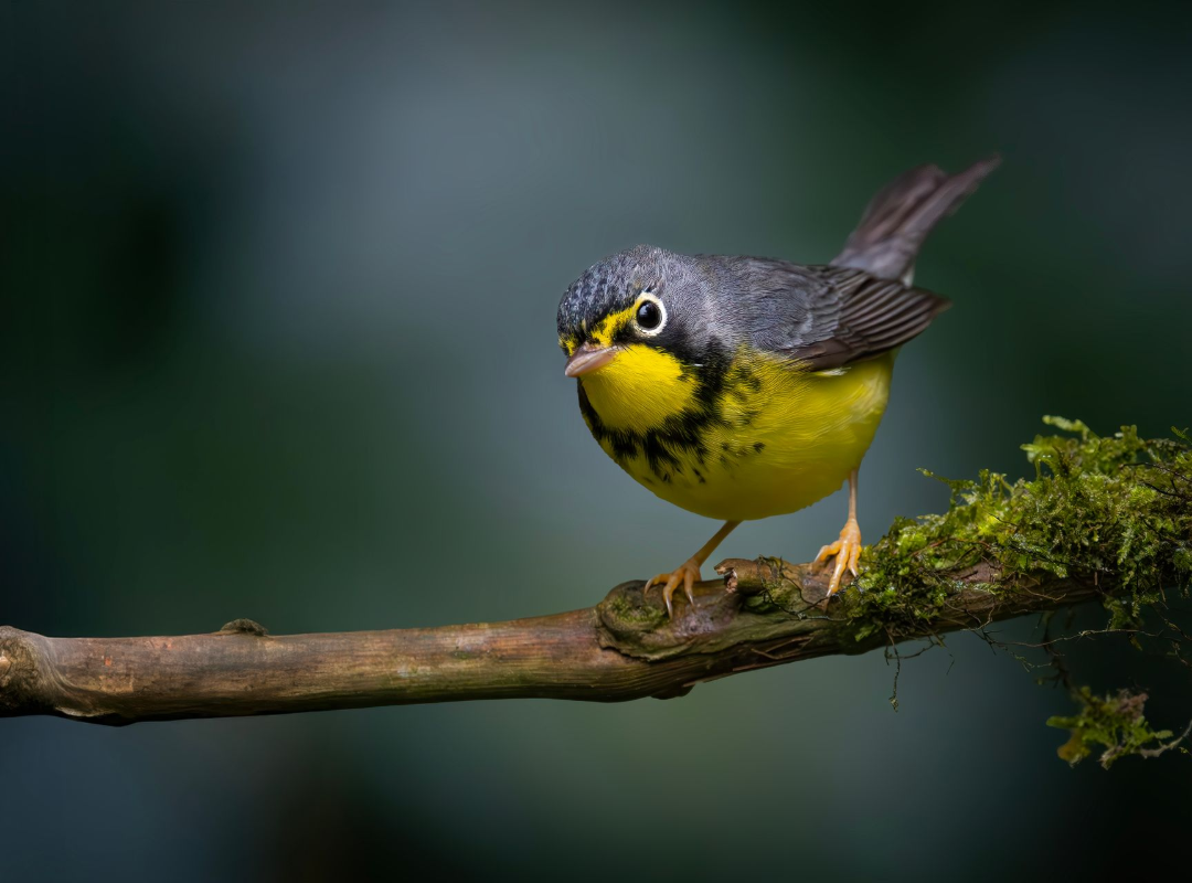 Yellow-and-gray bird perched on a mossy branch against a blurred green background