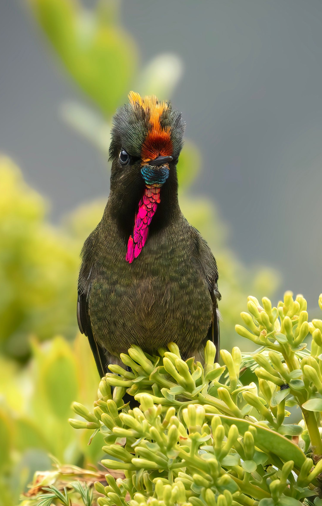 Black bird with orange head and pink tongue perched among green foliage