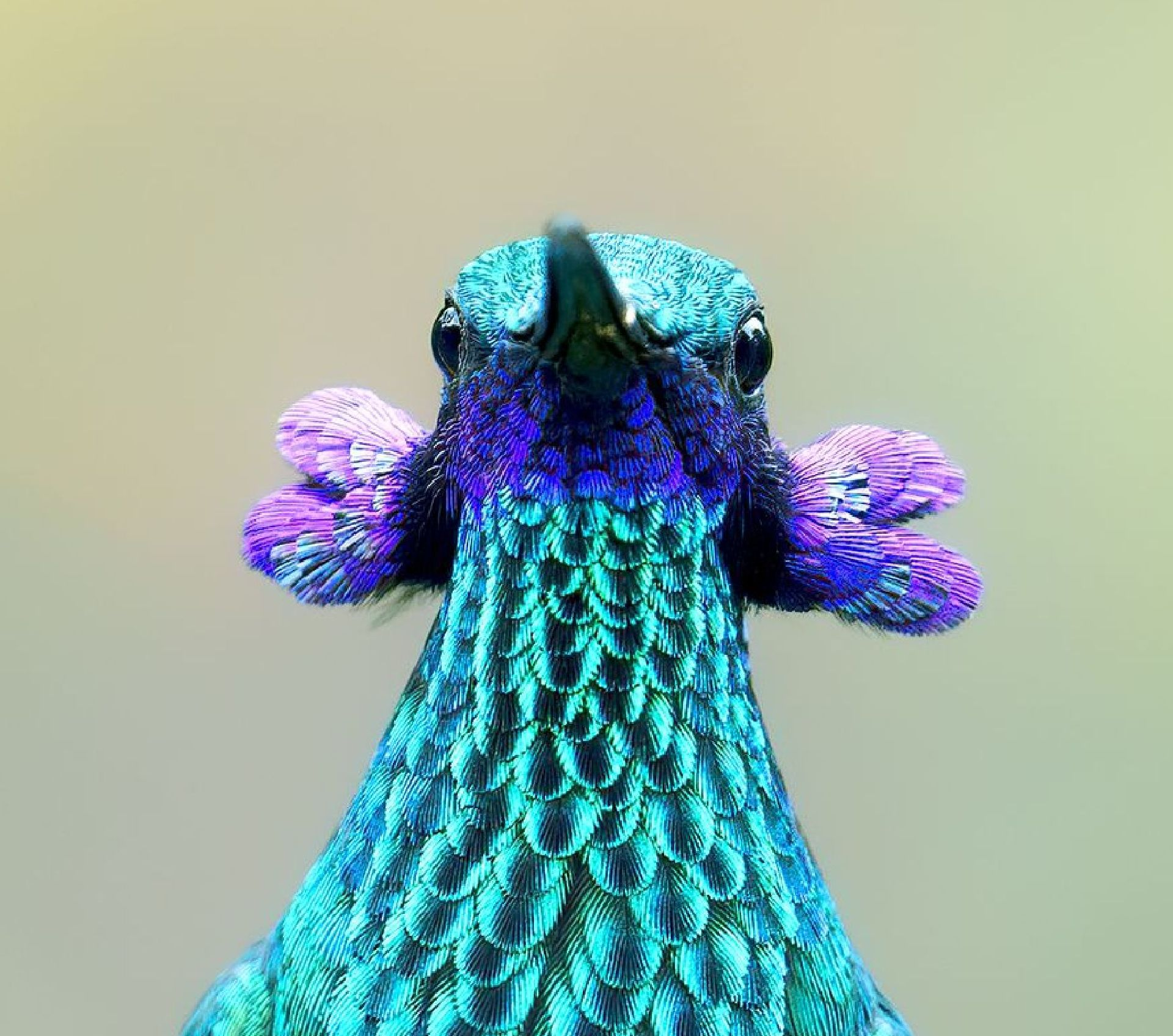Turquoise and purple peacock figurine with a textured neck on a plain beige background