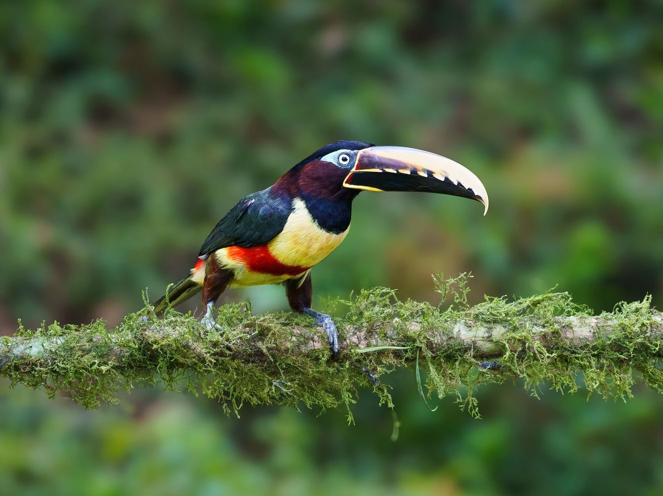 A colorful bird with a large beak is perched on a mossy branch.