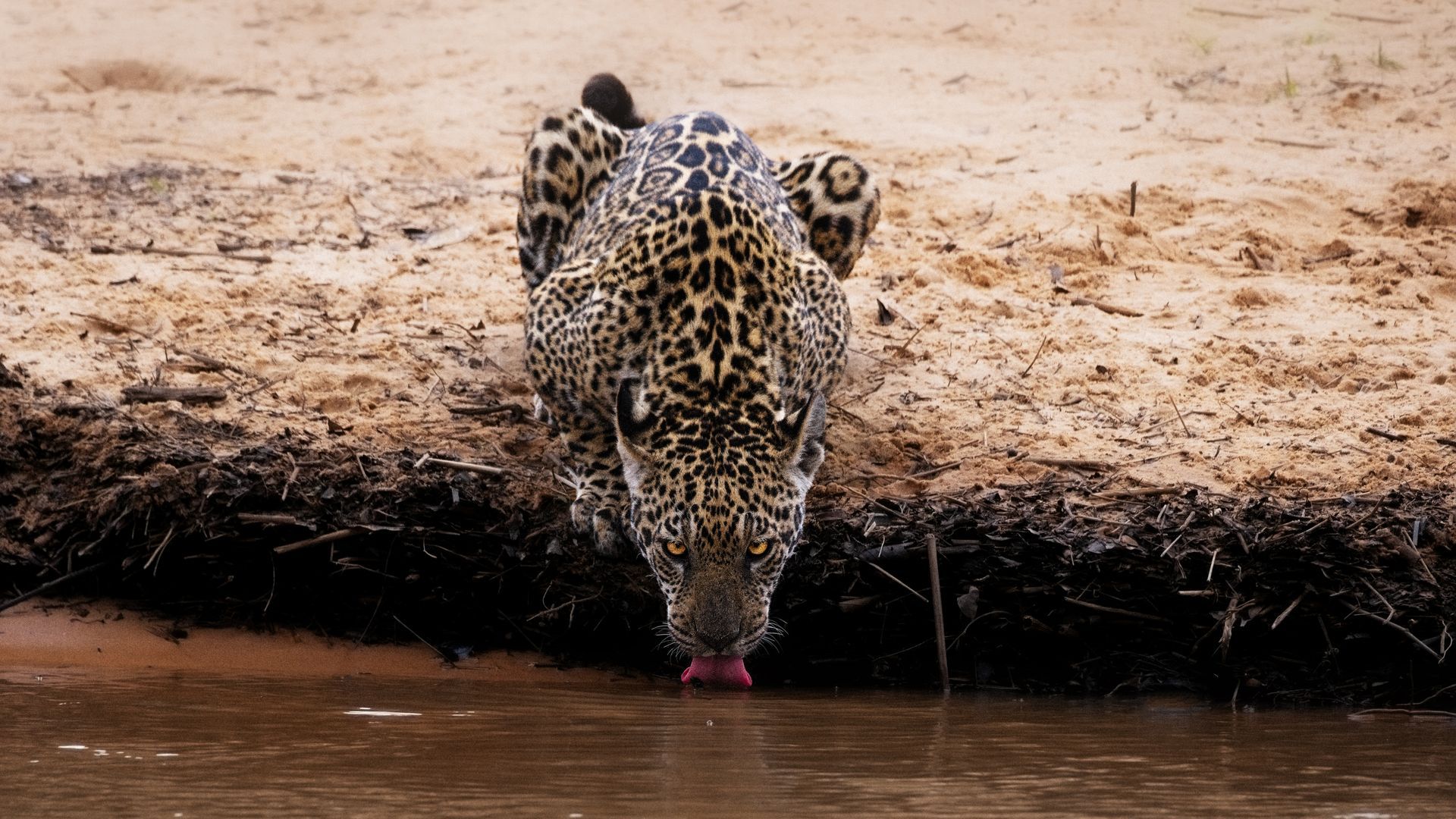 Jaguar drinking at the edge of muddy water, pink tongue visible.