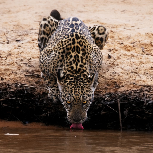 Jaguar