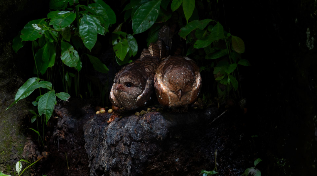 Two brown owlbirds nestled together on a dark rock amid green leaves in low light