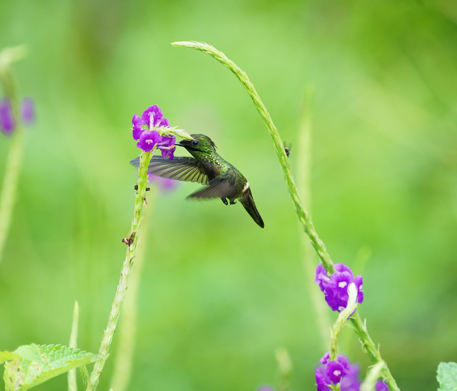 Hummingbird hovering by purple flowers in a green field