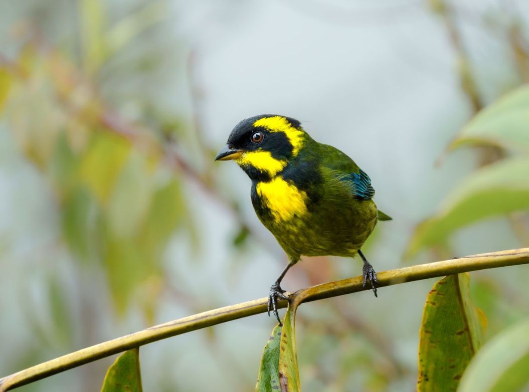 Yellow-and-black bird perched on a thin branch against a blurred green background
