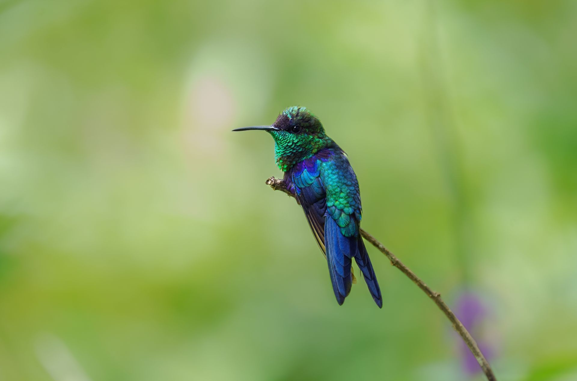 A small iridescent green-blue hummingbird perched on a thin branch against a blurred green background