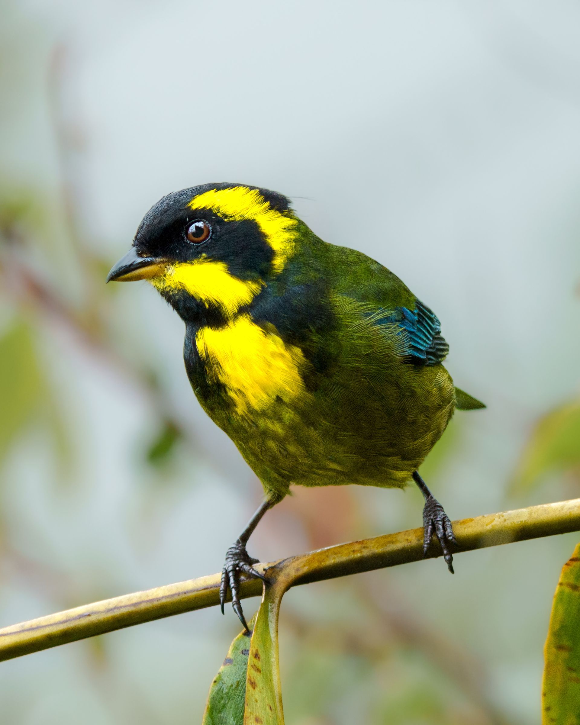 Small yellow-and-black bird perched on a branch against a blurred background