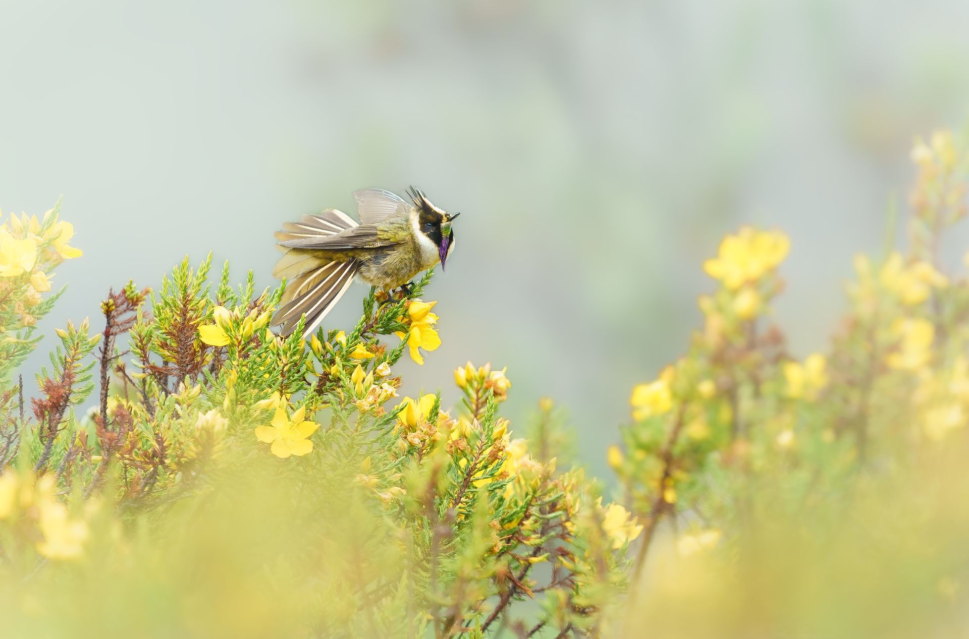 Small bird perched on yellow wildflowers in a soft, blurred meadow background