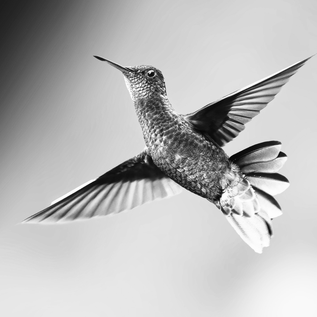 A black and white photo of a hummingbird flying in the sky
