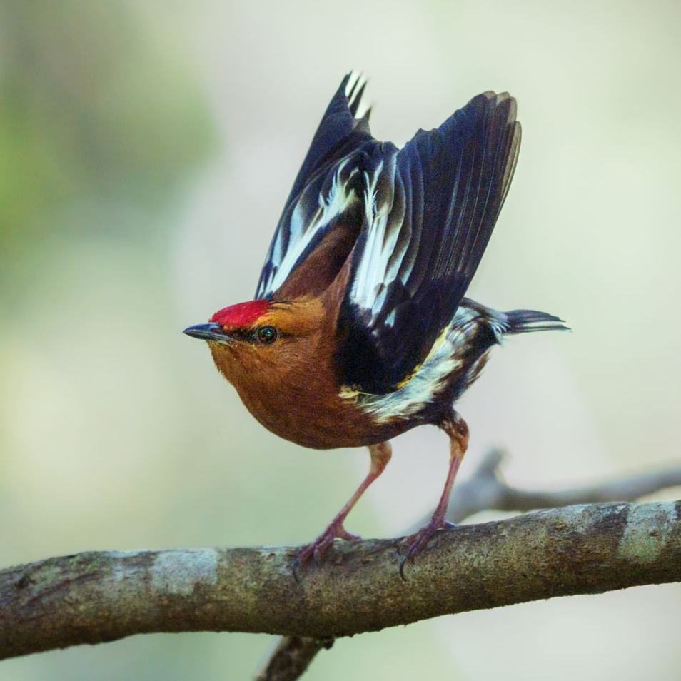 A small yellow and black bird perched on a branch