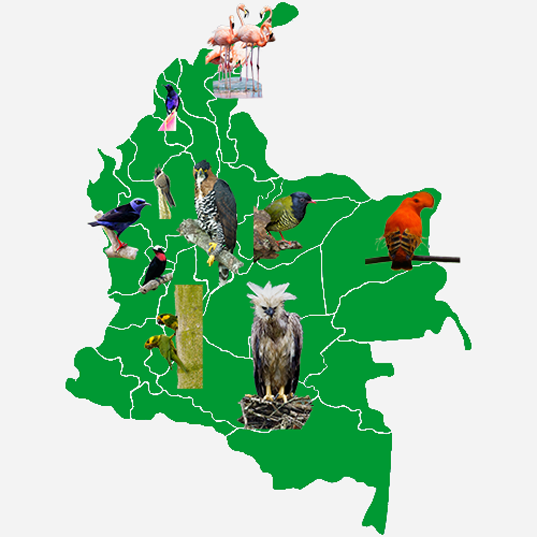A map of colombia with birds on it