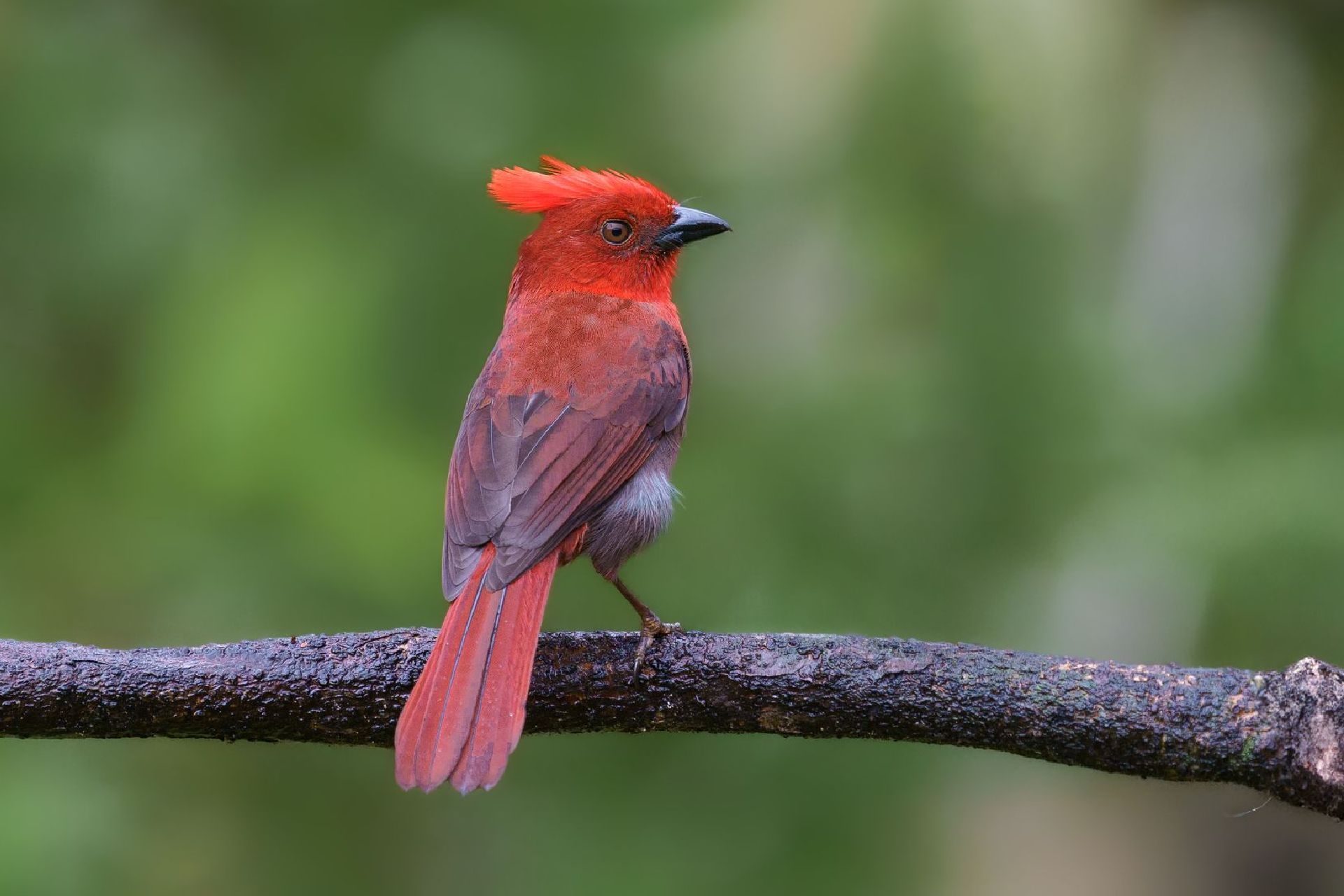 Bright red bird perched on a branch against a blurred green background