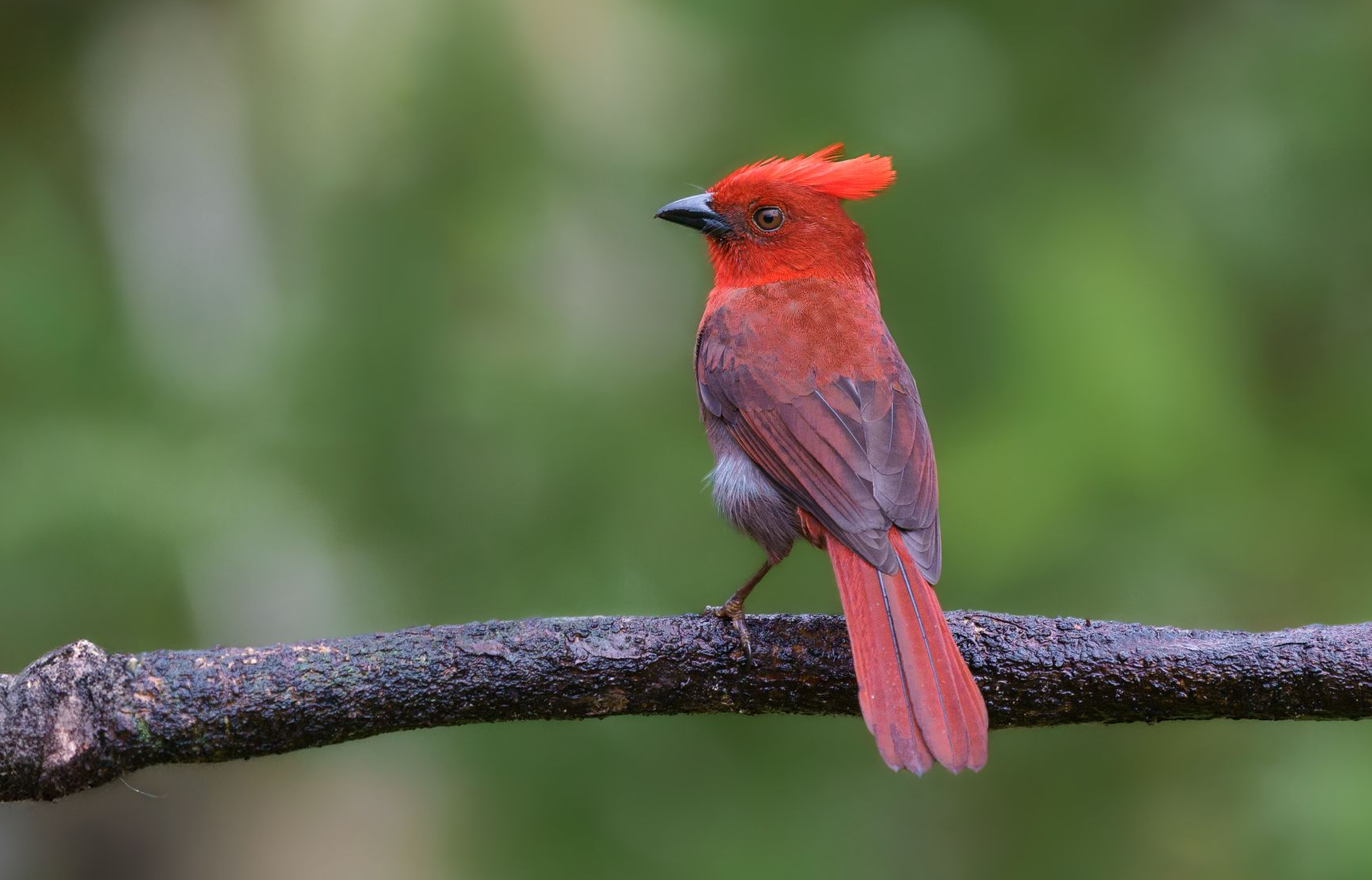 Red bird perched on a branch against a blurred green background