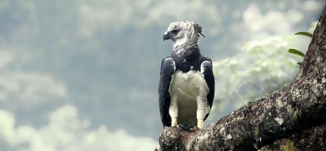 A harpy eagle perched on a tree branch against a blurred forest background.