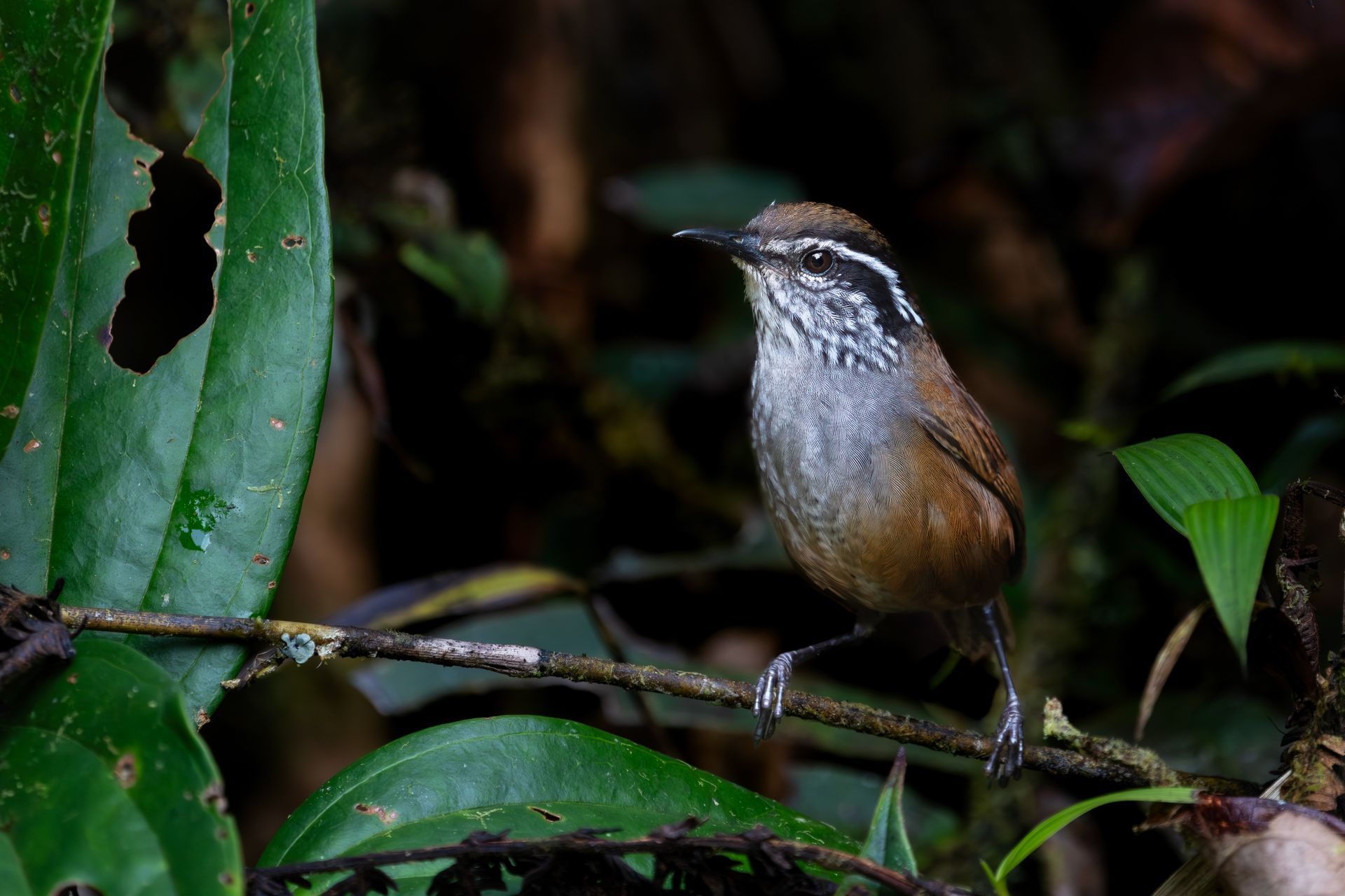 Small brown bird perched on a branch in a dark green forest setting