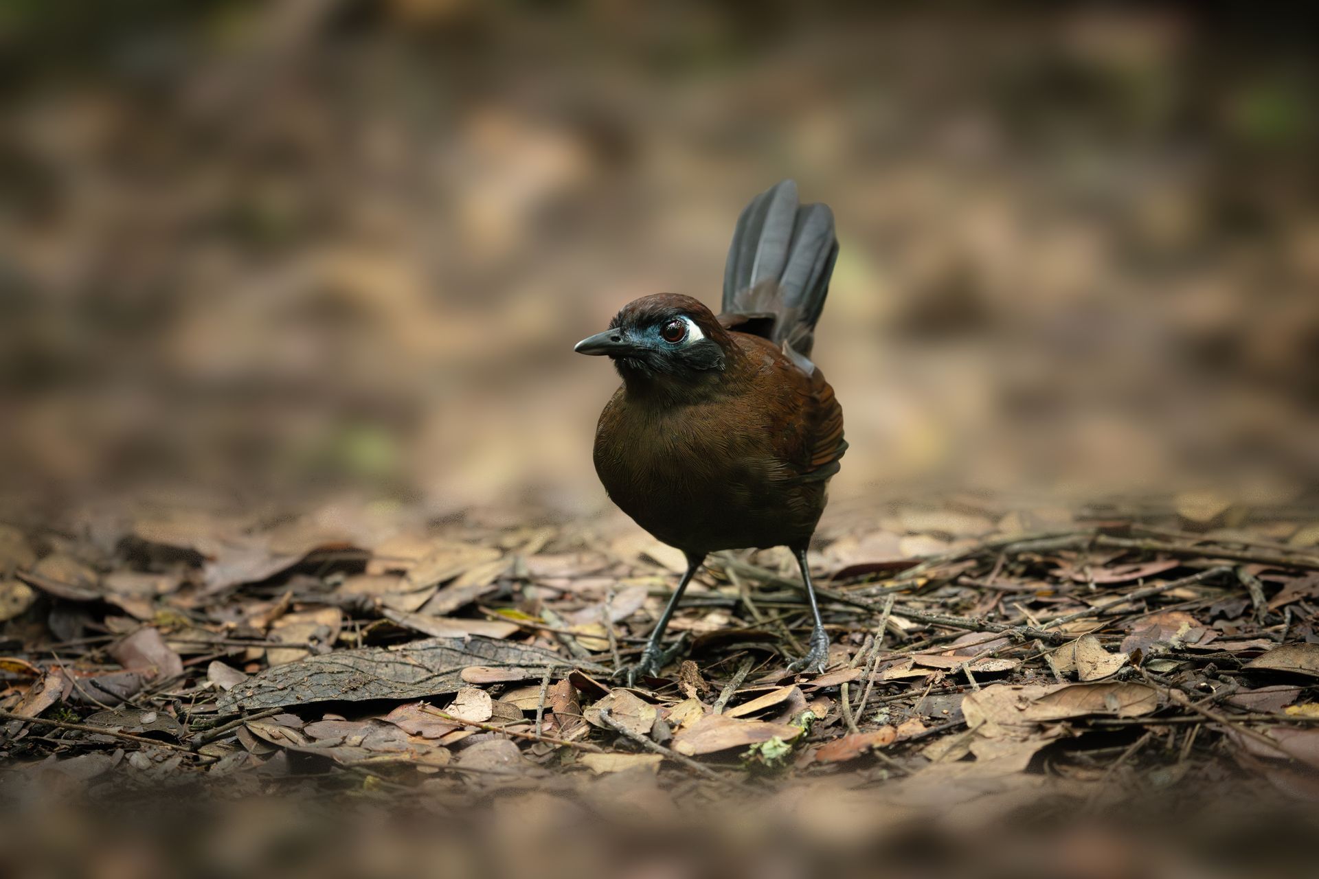 Small brown bird standing on leaf litter in a forest, with tail raised and blurred background.