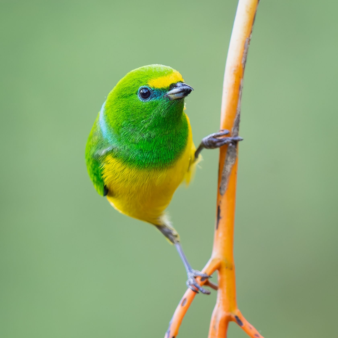 Vermilion Cardinal