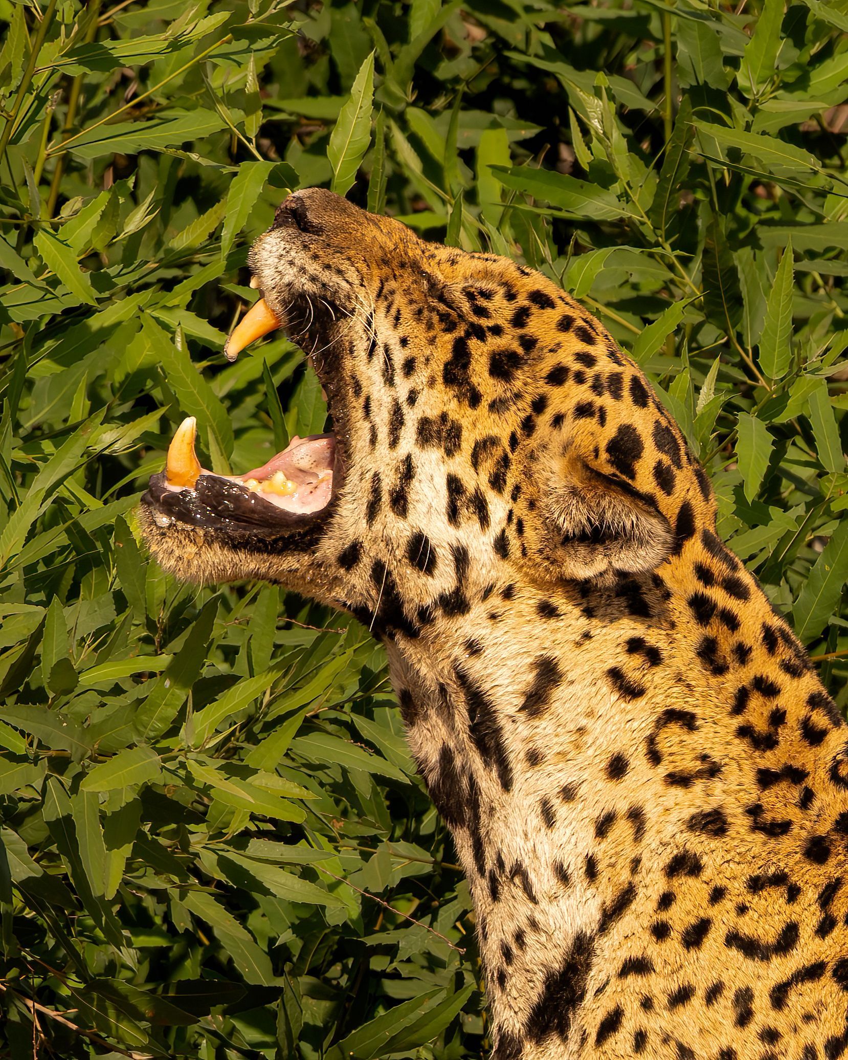 Jaguar with mouth open, showing teeth, set against green foliage.
