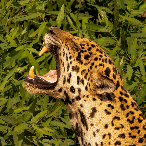 Jaguar from Pantanal, POrto Jofre.