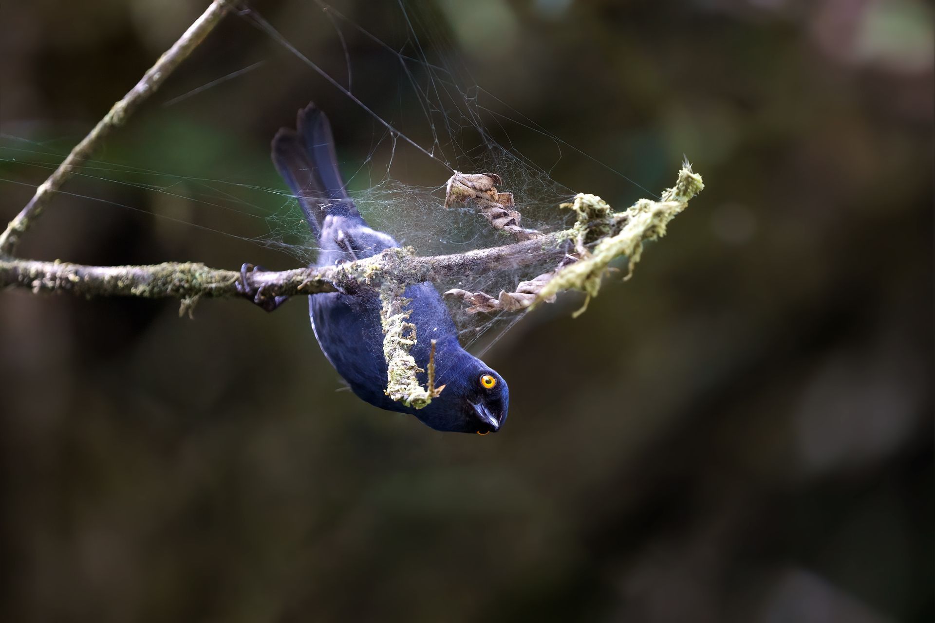 Blue bird clinging upside down to a branch, with a blurred dark background