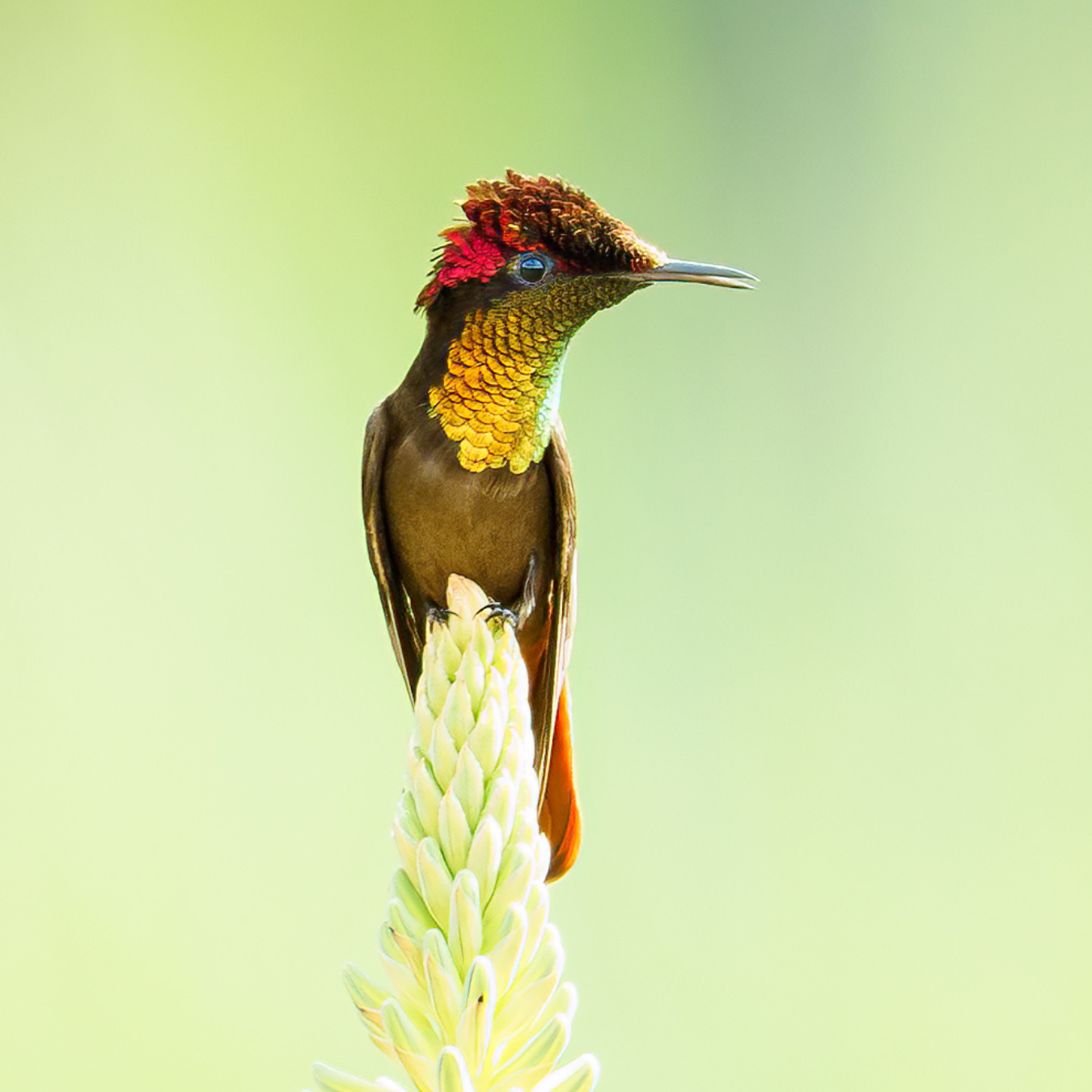 A hummingbird perched on a flower with a green background