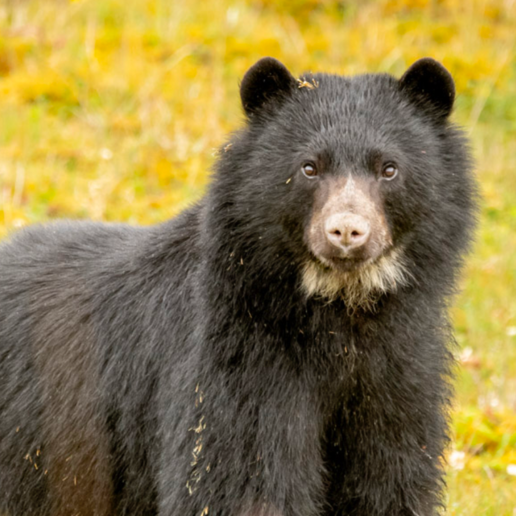 The Andean bear is standing in the grass and looking at the camera.