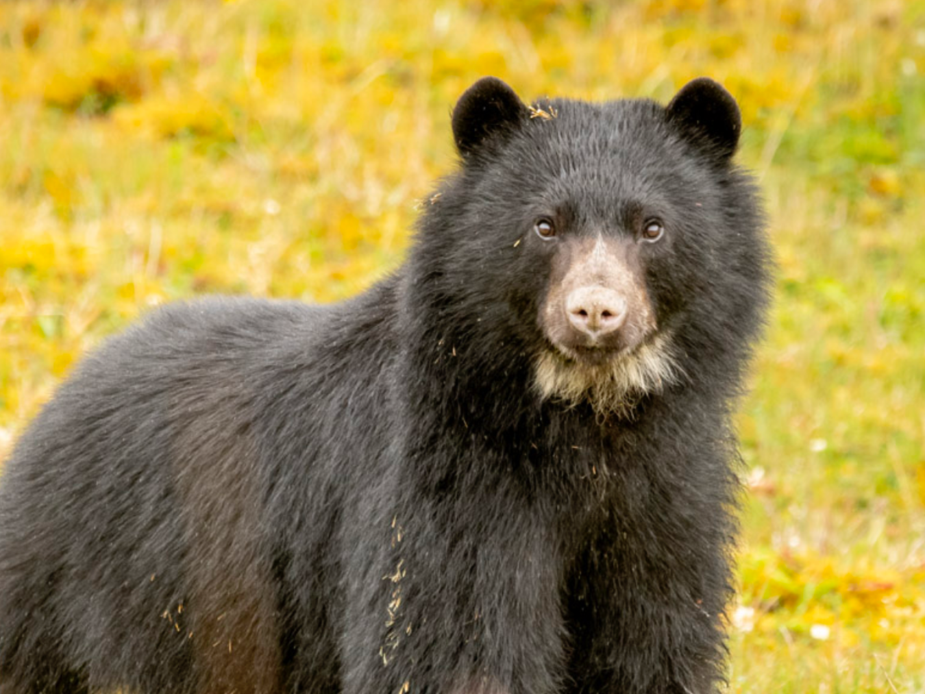 The Andean bear is standing in the grass and looking at the camera.