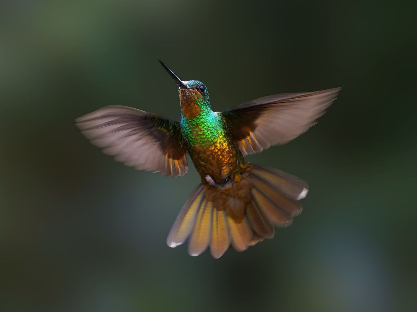 A hummingbird is flying in the air with its wings spread