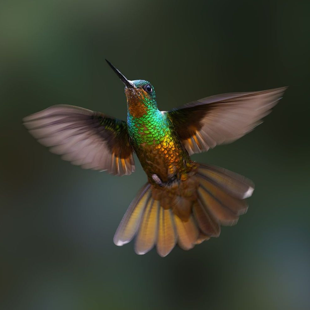 A hummingbird is flying in the air with its wings spread