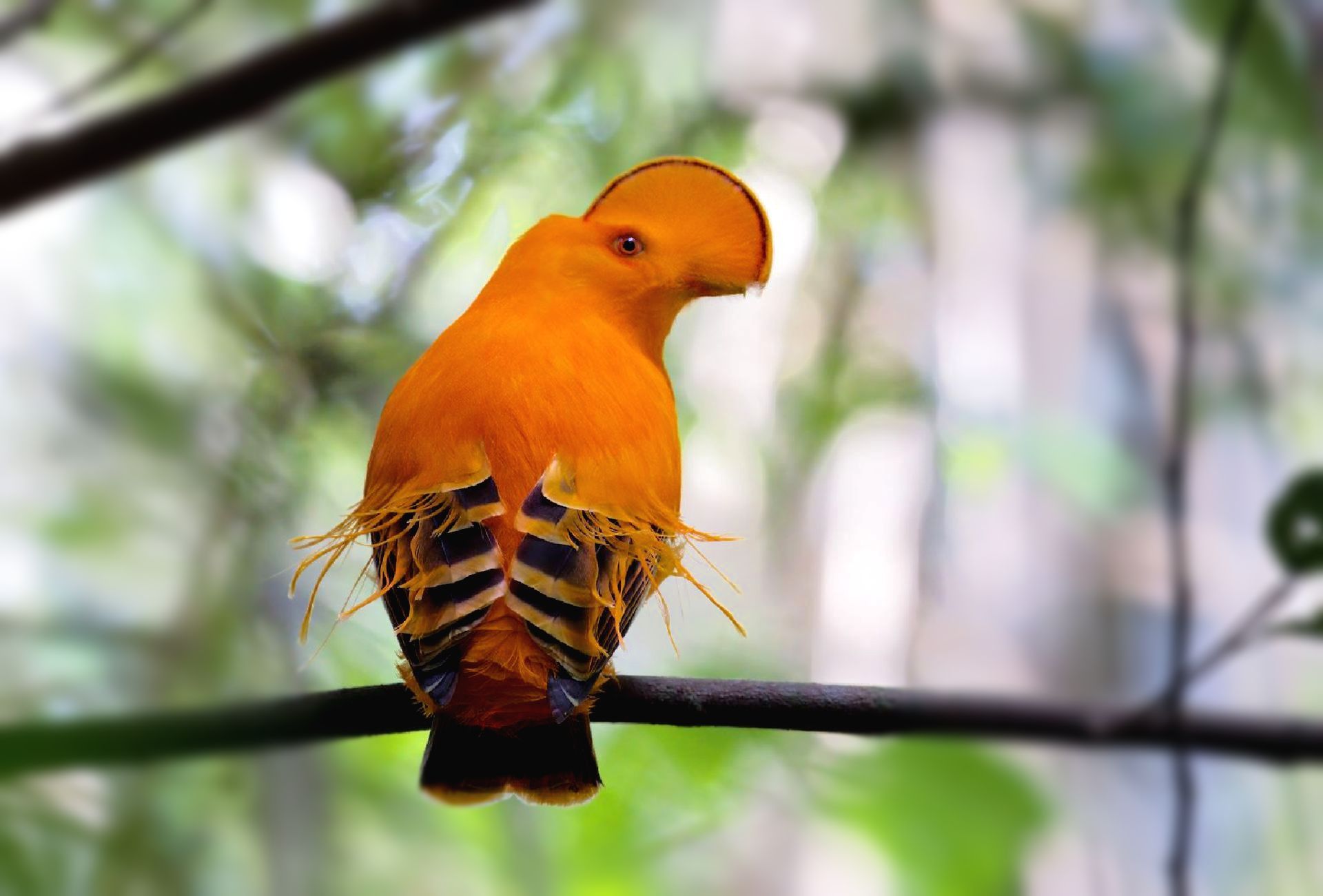 A small orange bird is perched on a tree branch.