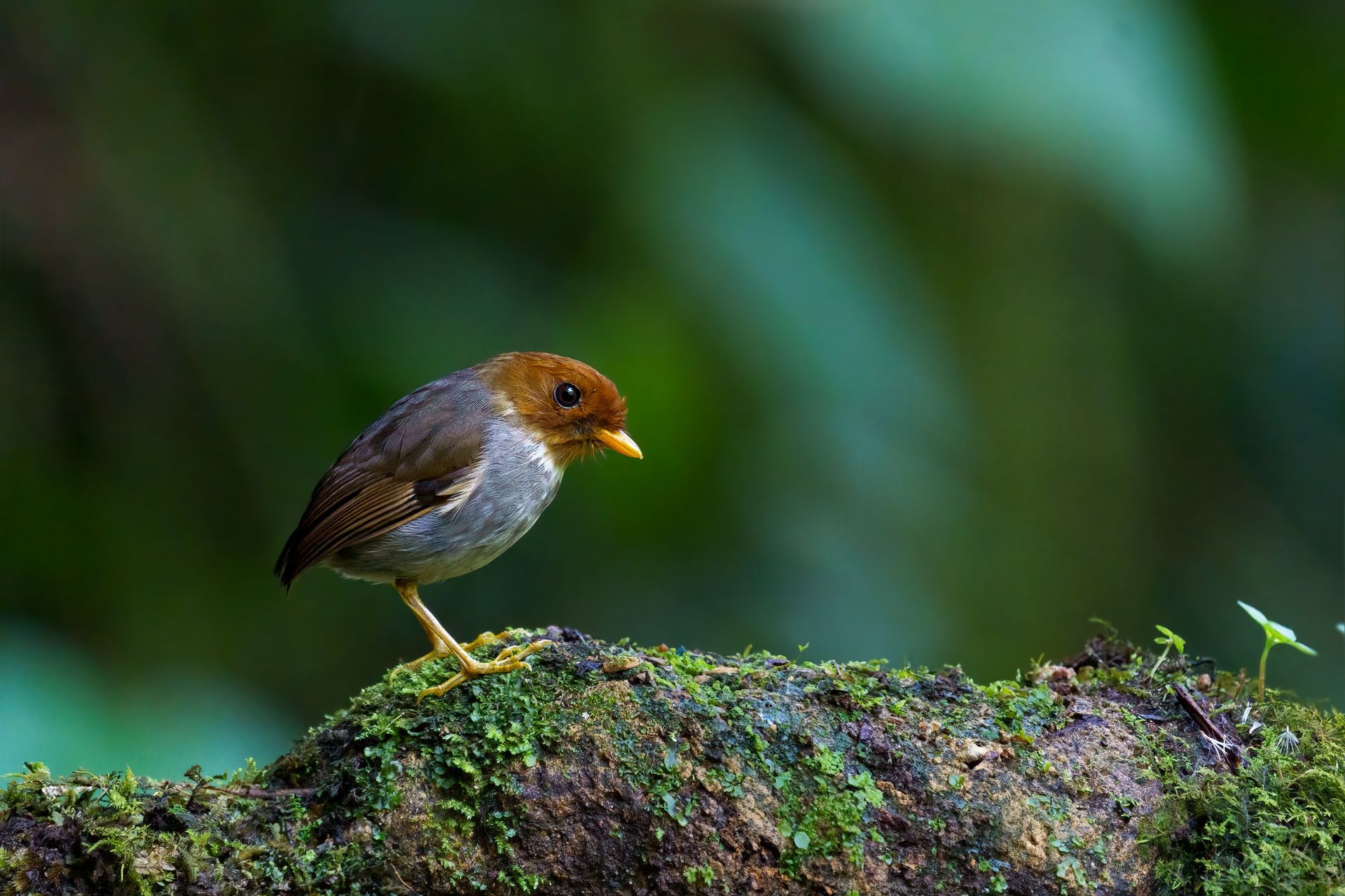 Antpitta bird with a brown head stands on a mossy log against a blurred green background