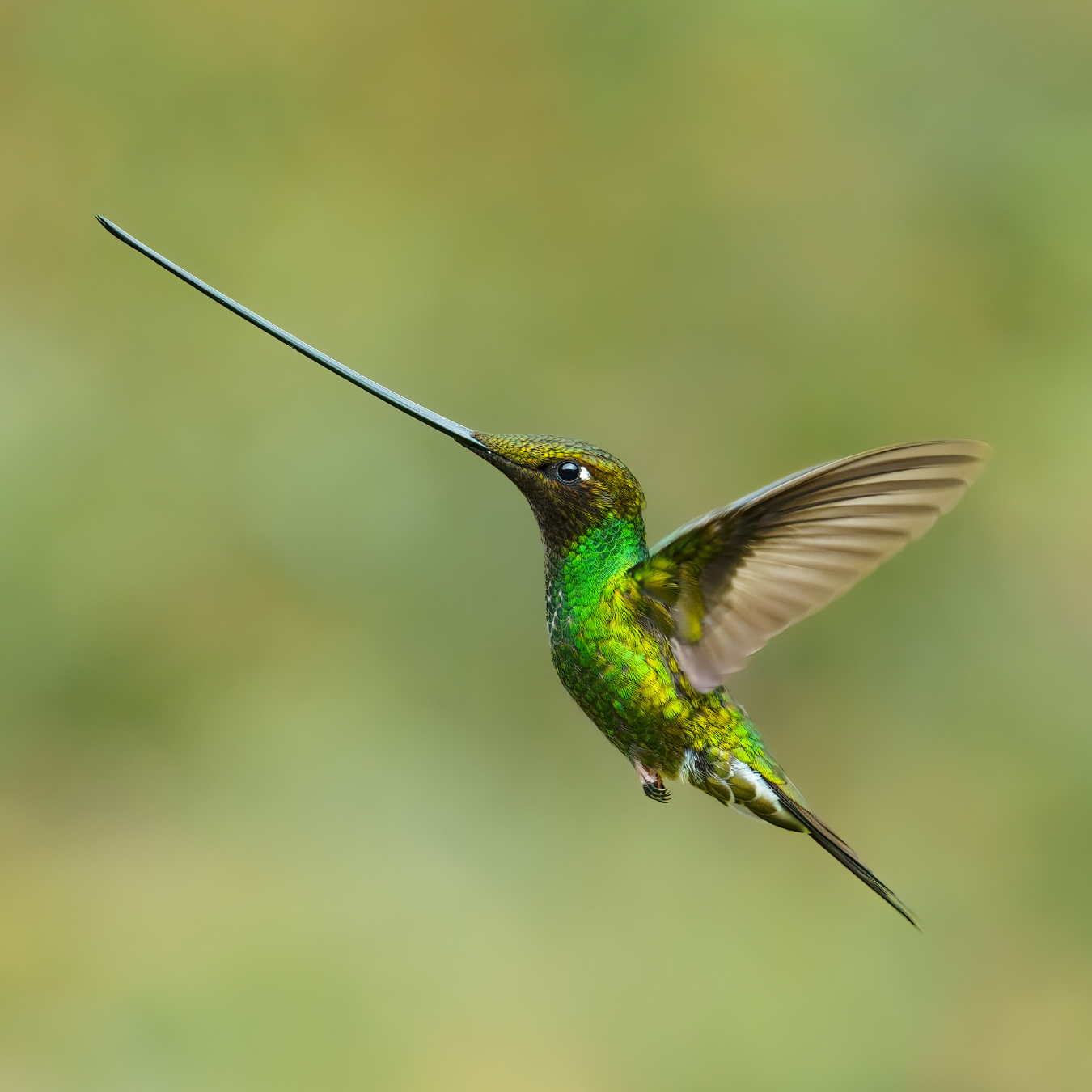 A hummingbird with a long beak is flying in the air.