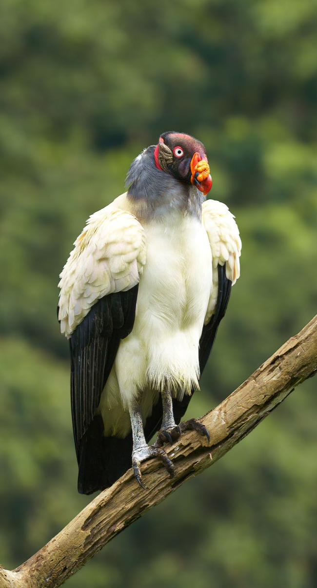 King Vulture