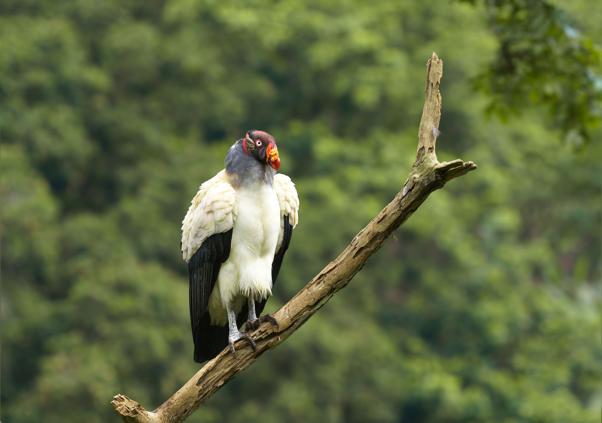 King Vulture perched on a diagonal tree branch against green foliage