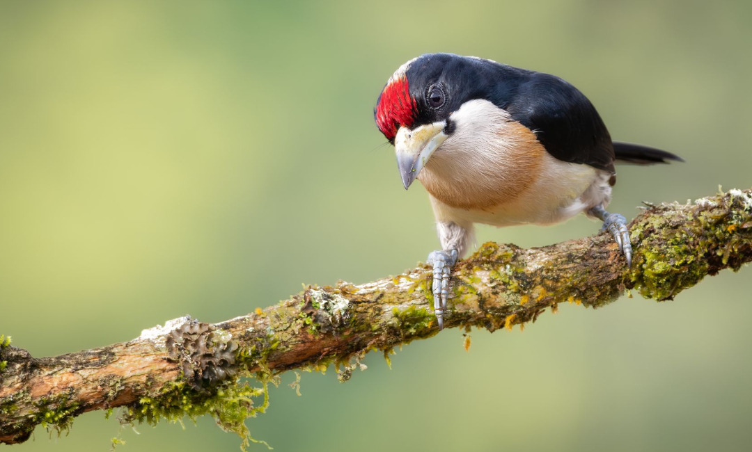 An Endemic Barbet perched on a mossy branch against a blurred green background