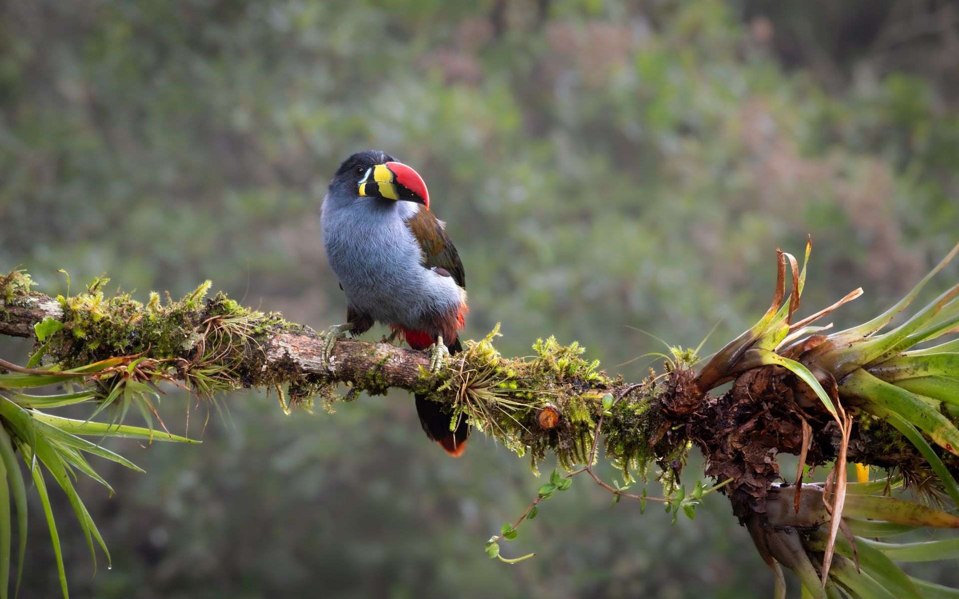 Toucan perched on a mossy branch in a forest setting