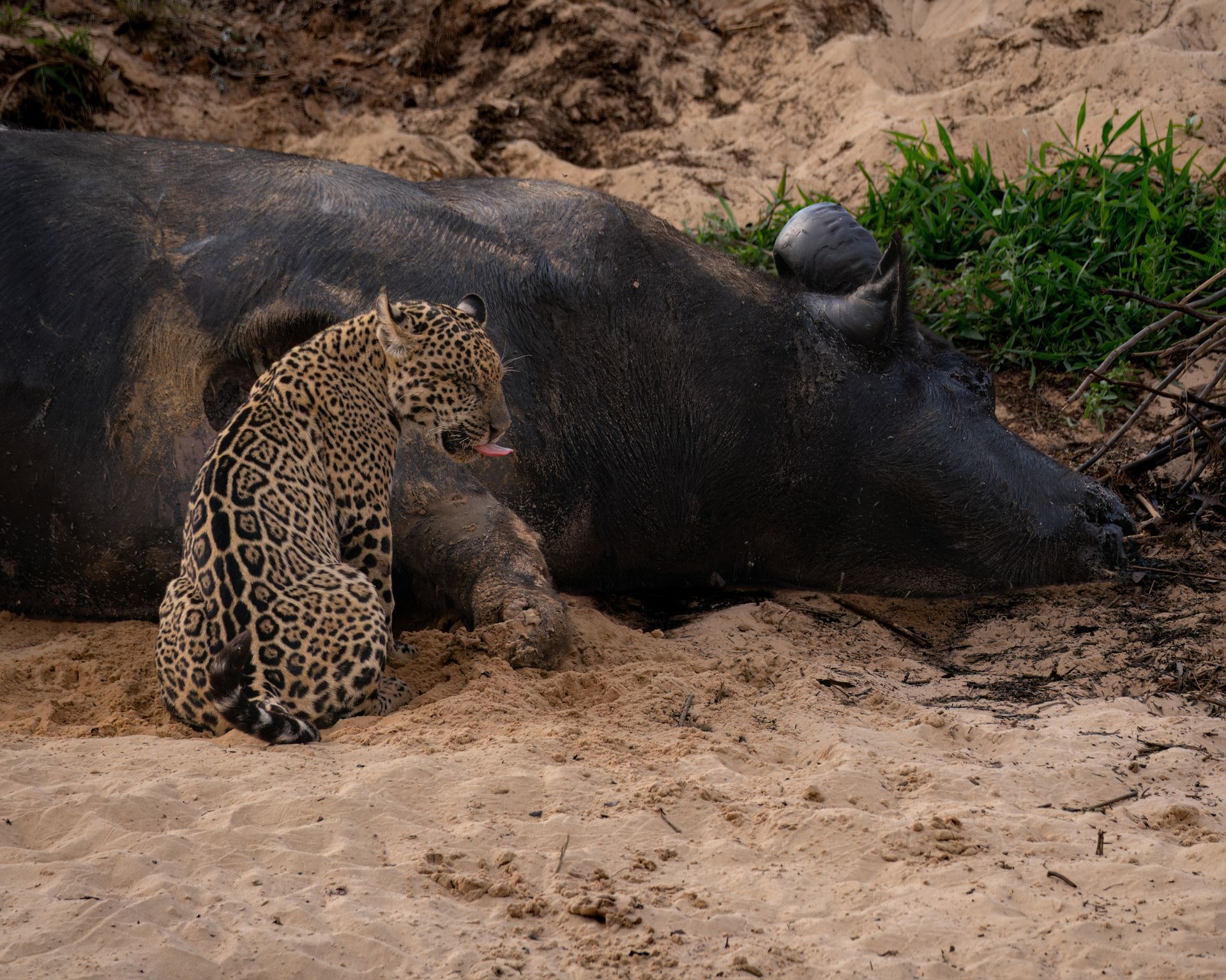 Jaguar sits near a dark, dead peccary on sand. The jaguar has a spotted coat and is looking down.
