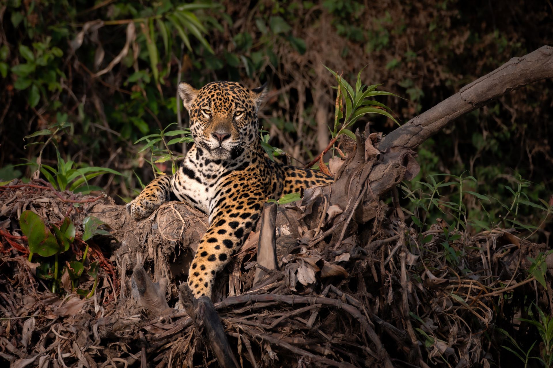 Jaguar Safari in Pantanal