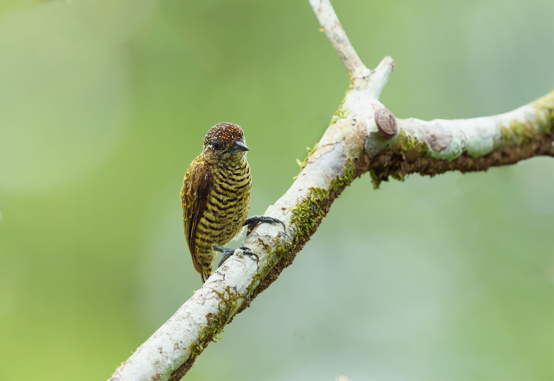 Piculet perched on a pale tree branch against a soft green background