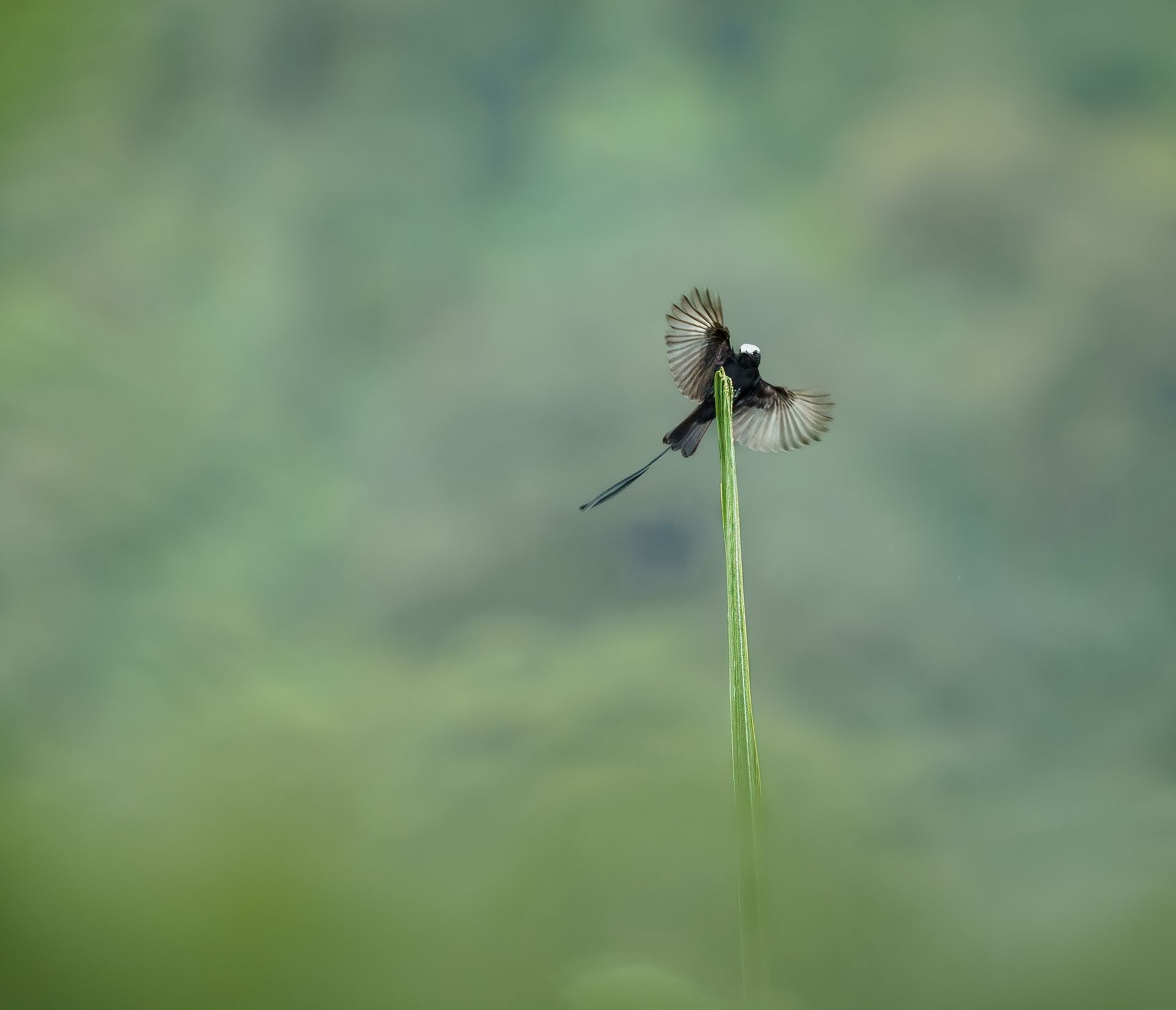 A dragonfly perched on a green stem against a soft blurred green background.