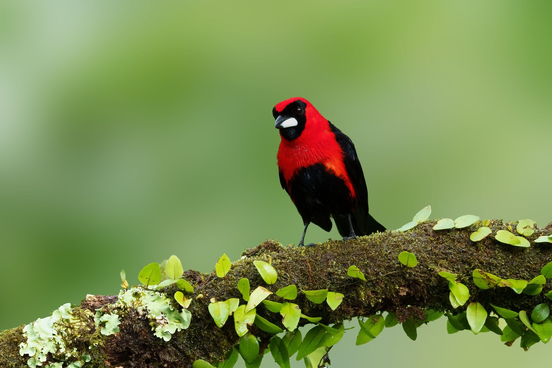 Red-and-black bird perched on a mossy branch against a soft green background
