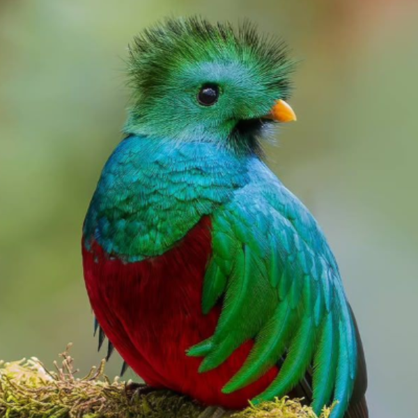 Quetzal