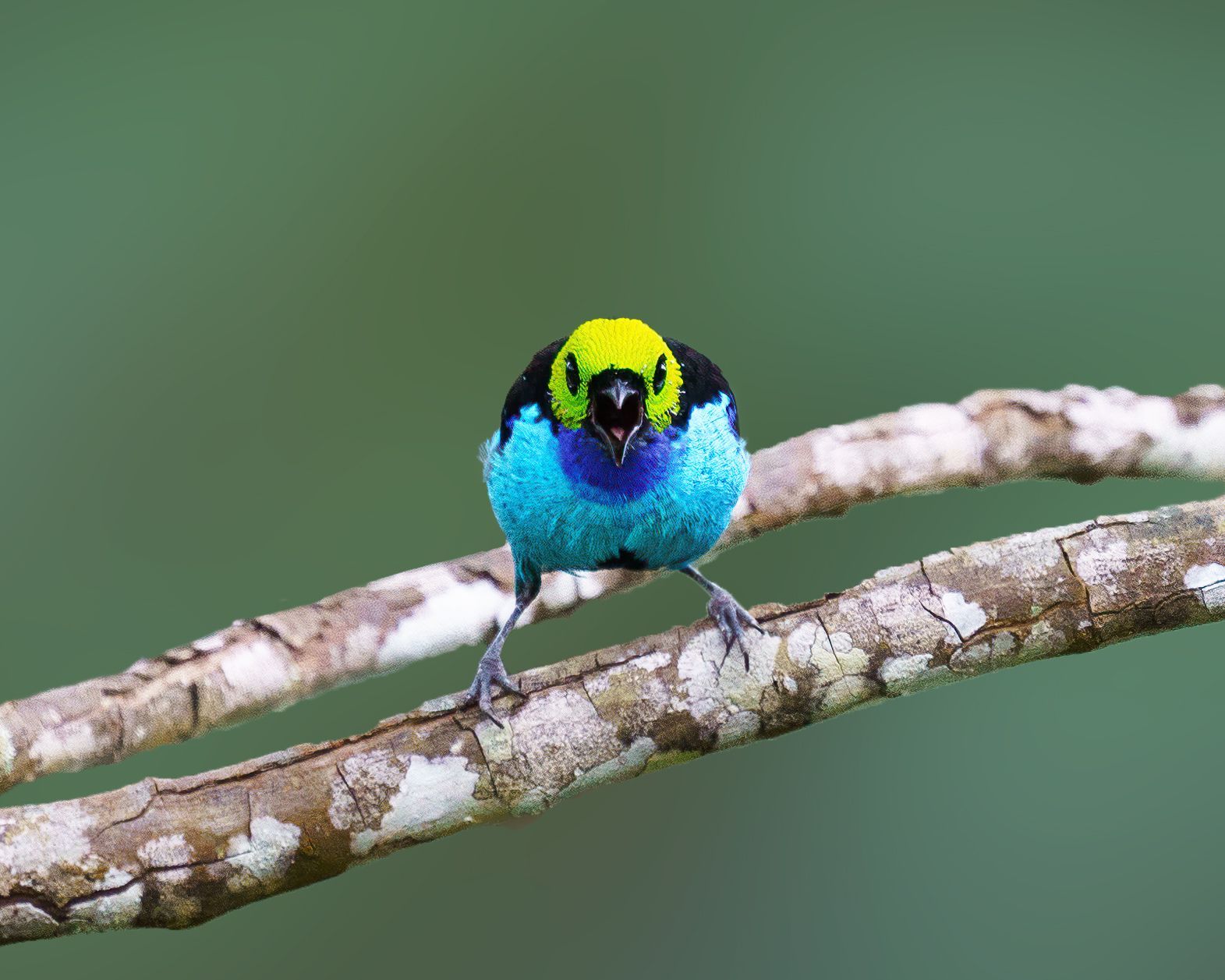 Paradise Tanager perched on a branch against a soft green background