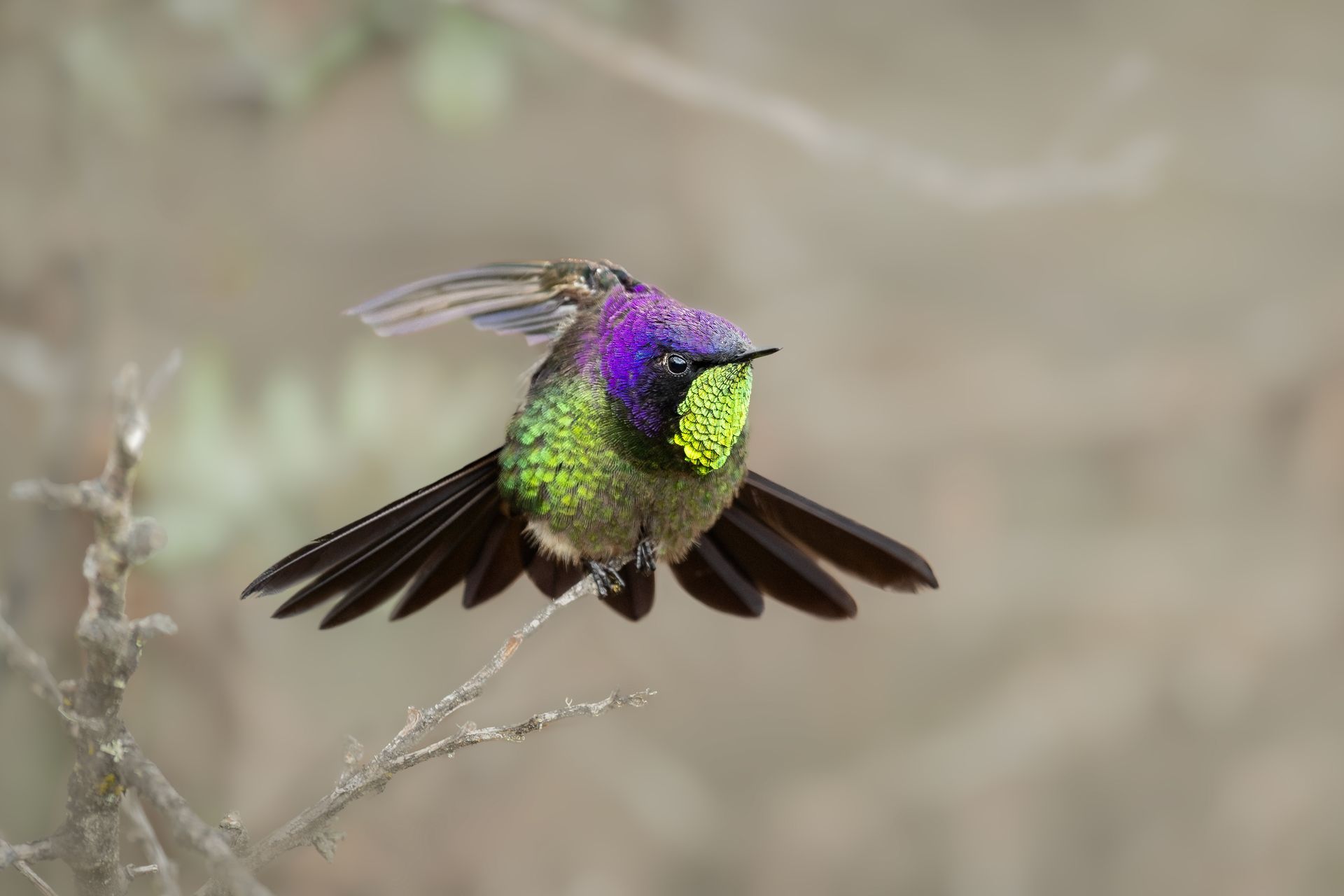 A small bird with a blue beak is perched on a branch.