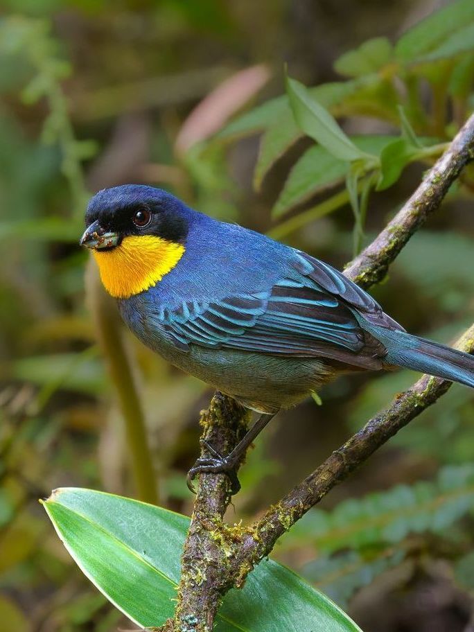 Small blue bird with black head and yellow throat perched on a branch in lush greenery