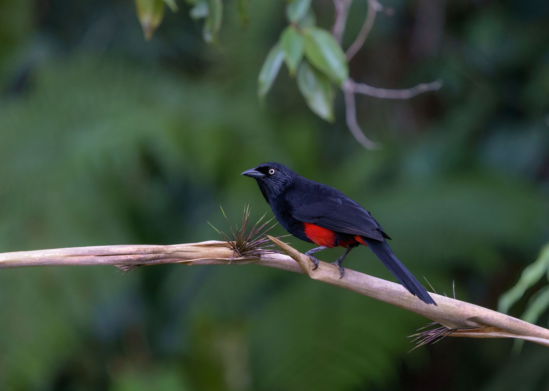 Black bird with red belly perched on a branch against a blurred green background