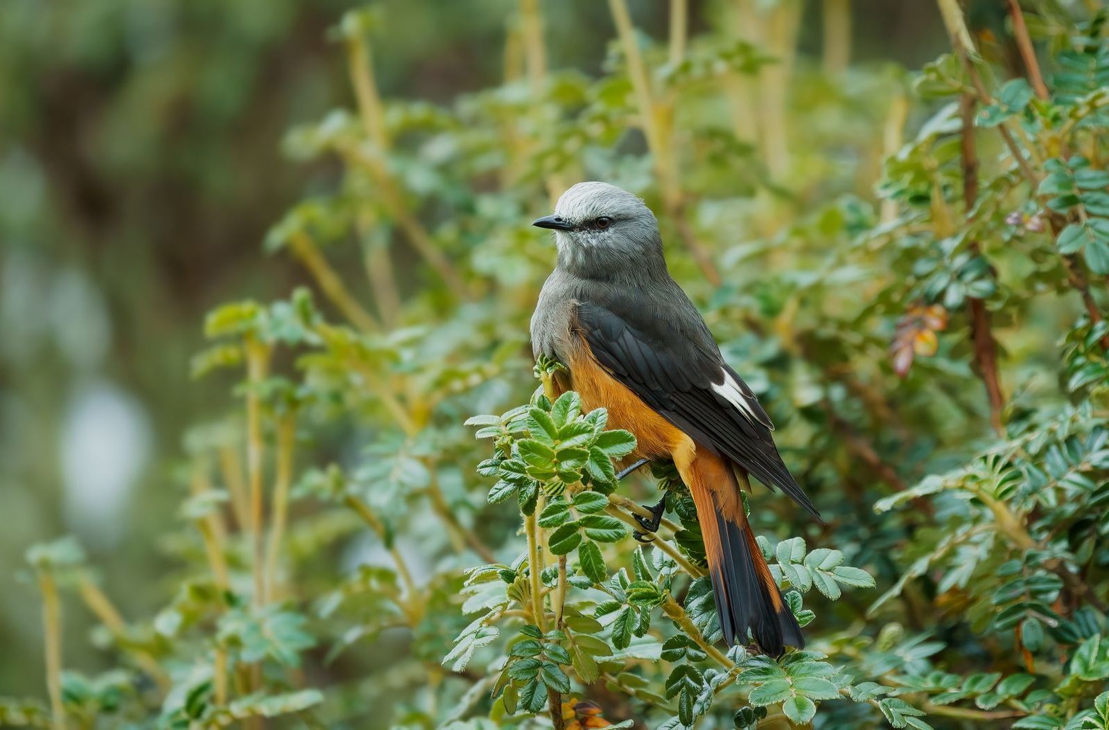 A small bird perched on a branch of a tree.