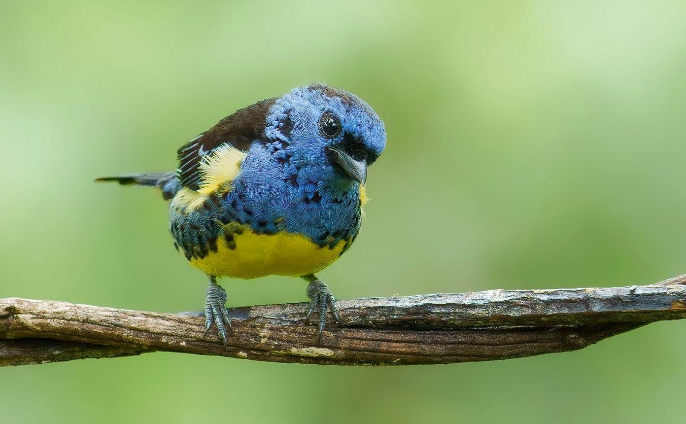 Blue-and-yellow bird perched on a branch against a soft green background