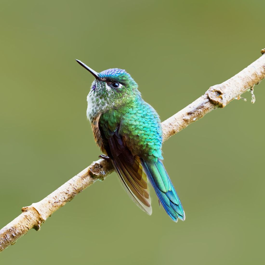 Small green hummingbird perched on a branch against a blurred green background